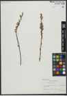 Foto von Salix viminalis L.